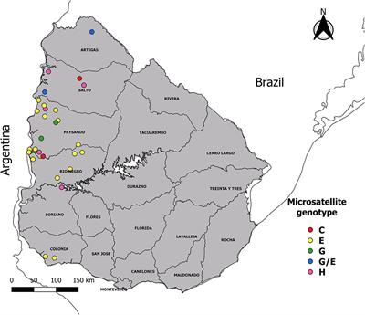 Characterization of strains of Anaplasma marginale from clinical cases in bovine using major surface protein 1a in Uruguay